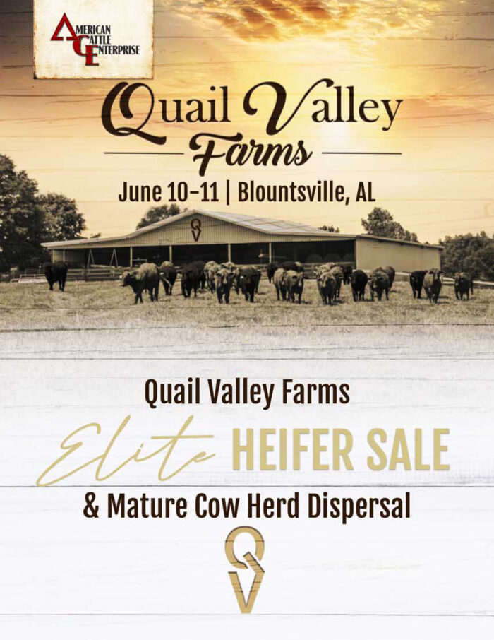 QVF Elite Heifer Sale & Mature Cow Dispersal 2022 - American Cattle ...