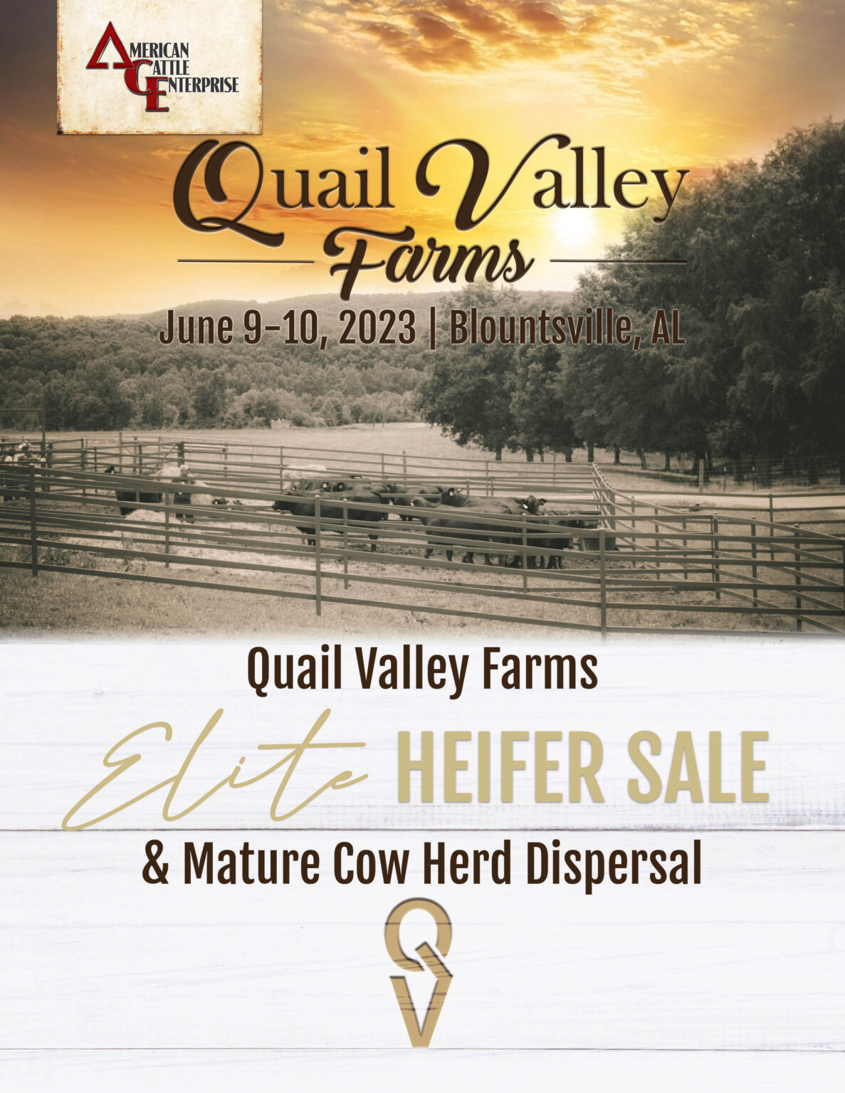 QVF Elite Heifer Sale June 2023 - American Cattle Enterprise