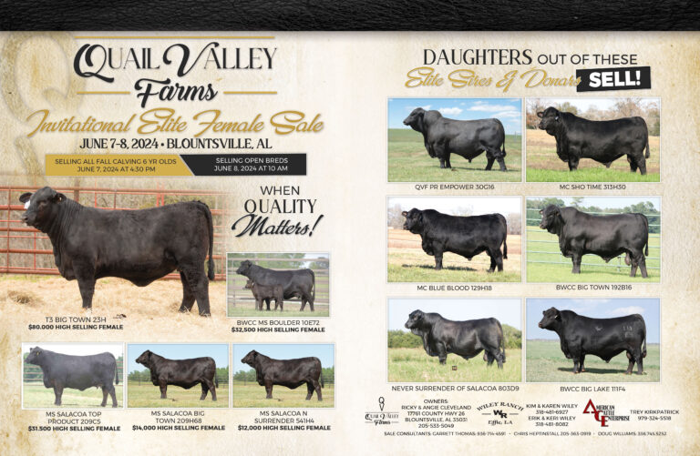 QFV Fall Calving Mature Cows & Invitational Elite Female Sale 2024 ...